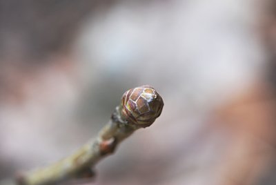 Quercus pontica - dub černomořský - detail axiálního pupenu (3)